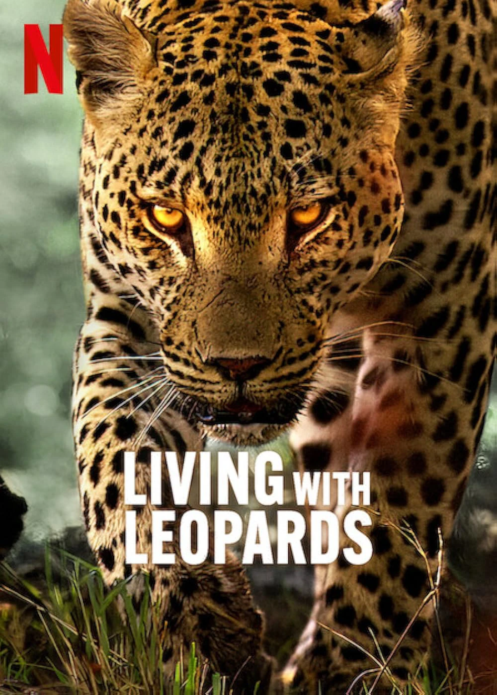 Phim  Living with Leopards -  Living with Leopards (2024)